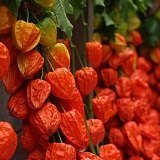 【多年草】　ほおずき　（ホオズキ）　5号鉢　【花壇】