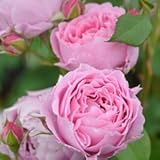 バラ苗 エンデュミオン 国産大苗オリジナル角鉢6号 四季咲き 中輪 ピンク系 ロサ オリエンティス