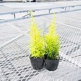 【常緑性高木】 ゴールドクレスト スリムゴールド　２株セット