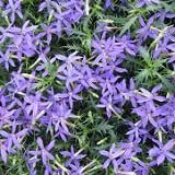 Amazon 多年草 イソトマ 清華 2株セット 寄せ植え 花壇 みんなの花屋さん ほのか ホーム キッチン