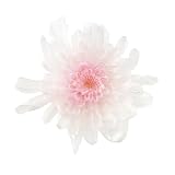 大地農園 プリザーブドフラワー ことね菊 (6輪入り) ホワイトピンク DO004790-103