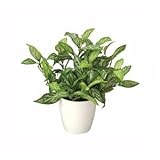 光の楽園【光触媒／人工観葉植物】シルバーキング 生活用品 インテリア 雑貨 インテリア 家具 観葉植物 top1-ds-1810387-ah [簡素パッケージ品]