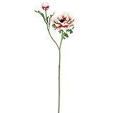 アネモネ FXFF0008W/R