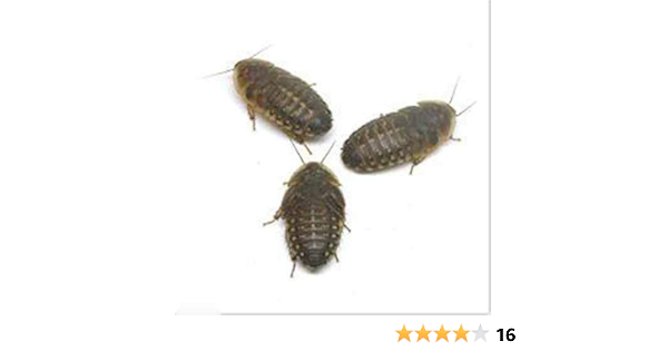 Amazon 生餌 デュビア アルゼンチンモリゴキブリ ｍサイズ ３０匹 爬虫類 大型魚 餌 エサ フード 通販