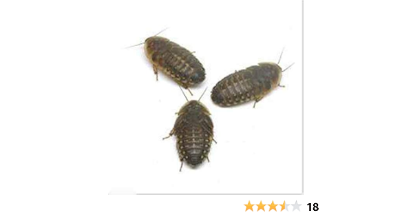 Amazon 生餌 デュビア アルゼンチンモリゴキブリ ｍサイズ ３０匹 爬虫類 大型魚 餌 エサ フード 通販