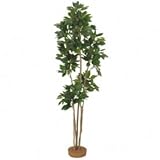 【人工植栽】　タカショー グリーンデコ和風 カクレミノ 鉢無　1.8m　GD-67