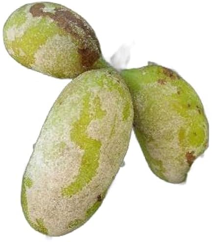 アケビのす Amazon | あけび苗木 五つ葉アケビの苗木 13.5cmポット苗 1年生 | 果物