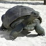 FRP　ガラパゴスの遺産 / Galapagos Tortoise　【亀オブジェ　アニマルオブジェ
