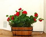 【ゼラニューム】人工観葉植物【ゼラニュームプランター】【造花】【触媒加工】【フェイクグリーン】【オフィスグリーン】【2色よりお選びください】 (赤)