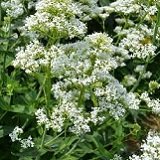 【耐寒性】【宿根草】　セントランサス　スノークラウド　2株セット　【イングリッシュガーデン】