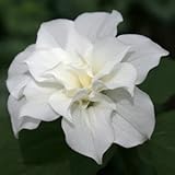 八重咲きエンレイソウ