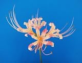 変化する花色! リコリス ‘フォーン’ 球根 3球