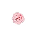 florever　フロールエバー　フレッシュルックベイビーローズ　ミルキーピンク　12輪　Φ2.5～3.5cm　 プリザーブドフラワー　Baby Rose　Milk Pink