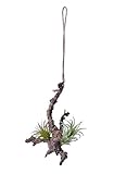 キーストーン イミテーション エアプランツ ウッドF