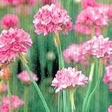【耐寒性】【多年草】　アルメリア　ピンク　2株セット　【コンテナガーデン】