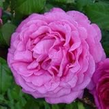 バラ苗 イブピアッチェ 国産新苗植え替え6号鉢 ハイブリッドティー(HT) 四季咲き大輪 アンティークタイプ ピンク系 香りのバラ