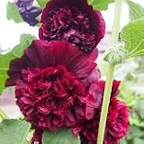 【耐寒性】【宿根草】　八重咲フヨウ　アルセア　チャターズチェストナットブラウン　（ホリホック）　2株セット　【イングリッシュガーデン】