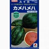 スイカ 種 【 カメハメハ 】 種子 小袋（約11粒）