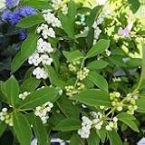 【落葉低木】【耐寒性】　 シロシキブ（白式部）　2株セット　 【庭木】