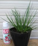 姫石菖 （ヒメセキショウ）