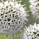 【耐寒性】【多年草】　エキノプス　（ルリタマアザミ）　スターフロスト　2株セット　【イングリッシュガーデン】【ドライフラワー】