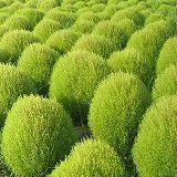 コキア　（ホウキグサ）　2株セット　【花壇】