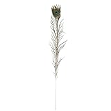 東京堂 天然素材 孔雀の羽根短 (10本入り) FU001190