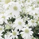 【多年草】　フランネルフラワー　天使のウィンク　　【花壇】