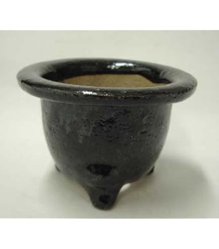 Amazon.co.jp: 京楽焼 富貴蘭鉢 3．5号 : DIY・工具・ガーデン