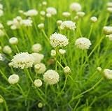 【耐寒性】【常緑低木】【ハーブ】 サントリナ レモンライム 2株セット 【カラーリーフ】【コンテナガーデン】