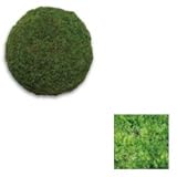 オンリーワン　植栽　コケ・丘マリモ（山苔）　サイズ100ｍｍ　HE3-K411