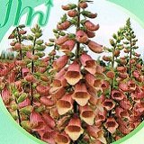 【耐寒性】【宿根草】　ジギタリス　ポルカドットピパ 2株セット　（フォックスグローブ）　【イングリッシュガーデン】