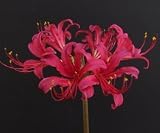オリジナル品種！ リコリス ‘藤桜’　球根　１球