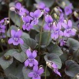 【耐寒性】【多年草】　黒葉ビオラ 　ラブラドリカ 　2株セット　【カラーリーフ】【グランドカバー】