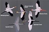 Crane Combo Mobile by Skyflight Mobiles