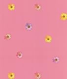 Brewster NG63841 Daisy Pink Gerber Daisies Wallpaper [並行輸入品]