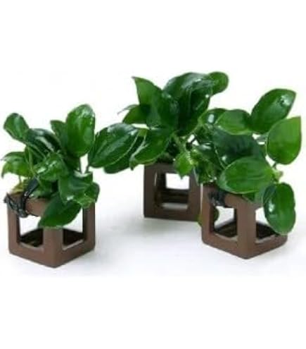 Amazon.co.jp: （水草）アヌビアスナナ プチ 溶岩石小粒（水上葉）（1