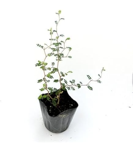Amazon.co.jp: はなみどり 観葉植物 ソフォラ リトルベイビー 1株