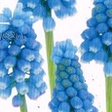 【耐寒性】【球根植物】　ムスカリ　　2株セット　【花壇】【ロックガーデン】