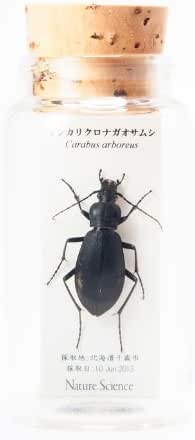 Naturescience 昆虫標本 イシカリクロナガオサムシ Sp 357 生態 採集 おもちゃ Amazon