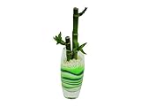 花市場直送便 ミリオンバンブー(カラーサンド植え) プチベースA グリーン