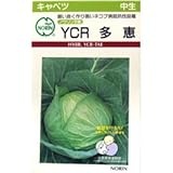 キャベツ 種 YCR多恵 小袋（約100粒）