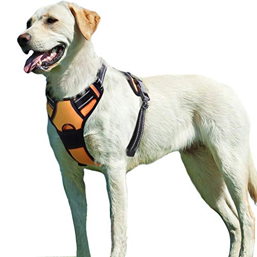 送料無料1ケース 新品同様 犬 ハーネス 24時間限定 その他 Rspg Spectrum Eu