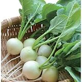 二十日大根 種 【 リンダホワイト 】 1万粒