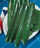 種子 キュウリ 南進 350粒 タネのタキイ