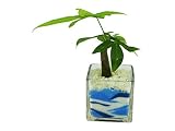 花市場直送便 パキラ(カラーサンド植え) ブロックL ブルー