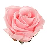 プリザーブドフラワー 花花 メッセージローズ 専用ギフトBOX付 (バラの花びらに メッセージ印字) 枯れないお花 お祝い プチギフト プレゼント (オリジナルメッセージカード ラッピング 無料対応)