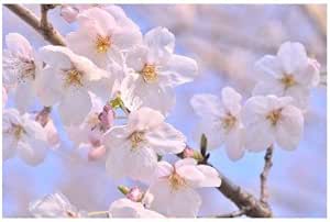 ポストカード サクラ さくら 桜 Photo By Katagiriポストカード えはがき絵葉書postcard ポストカード 絵柄付はがき 文房具 オフィス用品 Amazon