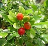 【極矮性】　シルクジャスミン（ゲッキツ）　３寸鉢植え