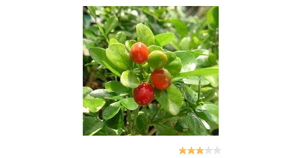 Amazon Co Jp 極矮性 シルクジャスミン ゲッキツ ３寸鉢植え ホーム キッチン